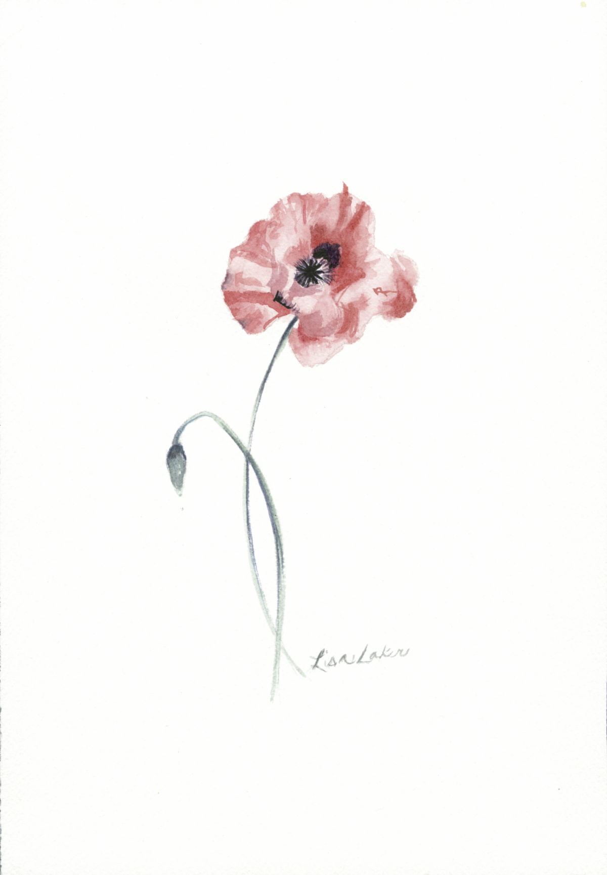 Coral Poppy 1 5x7