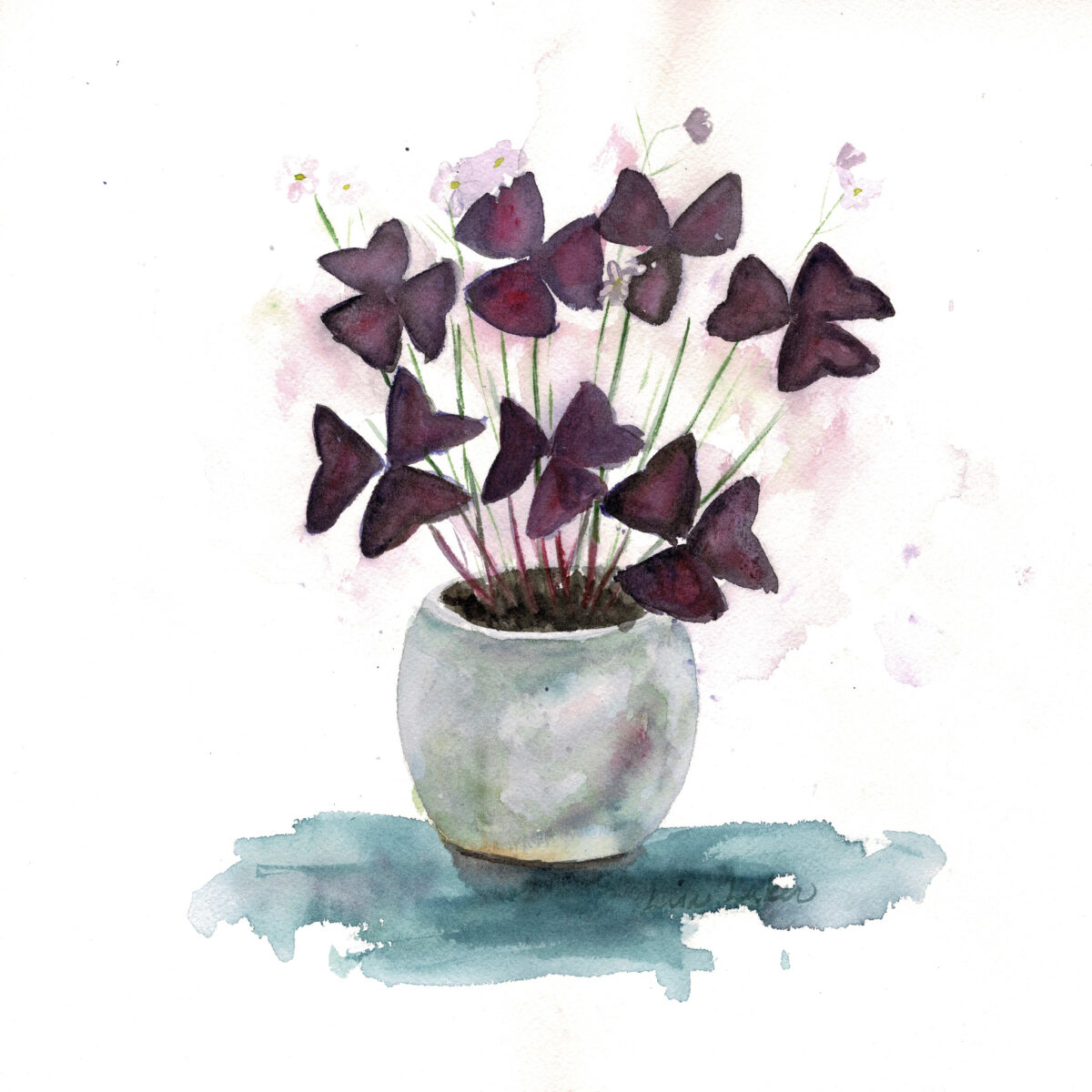 Potted Wood Sorrel 11x11