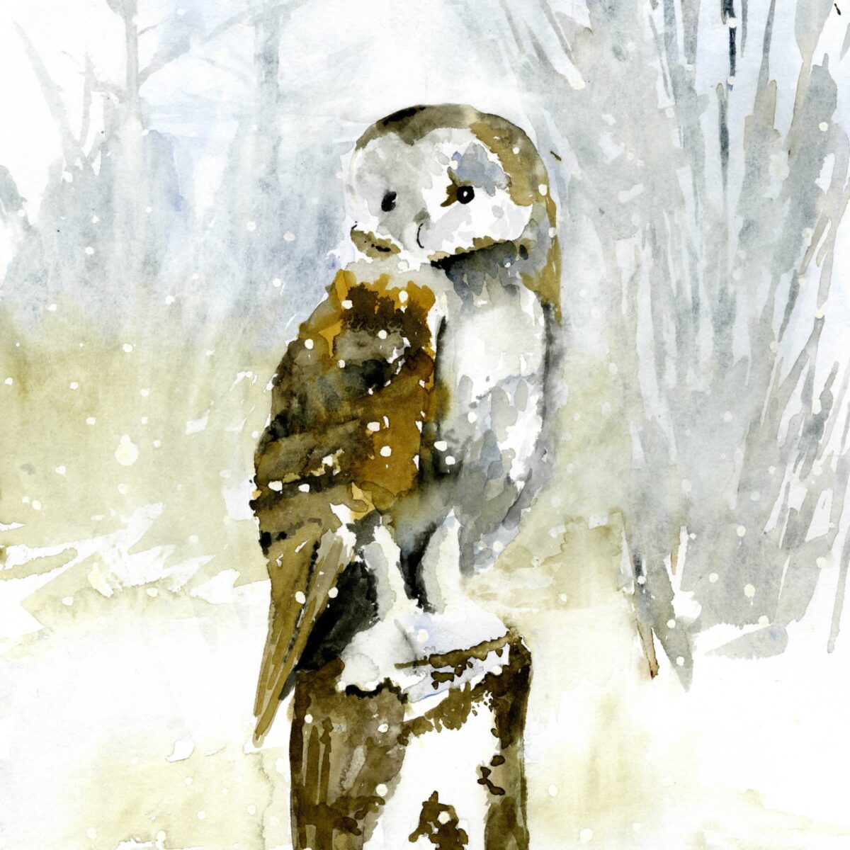 Wc Winter Owl 8x10